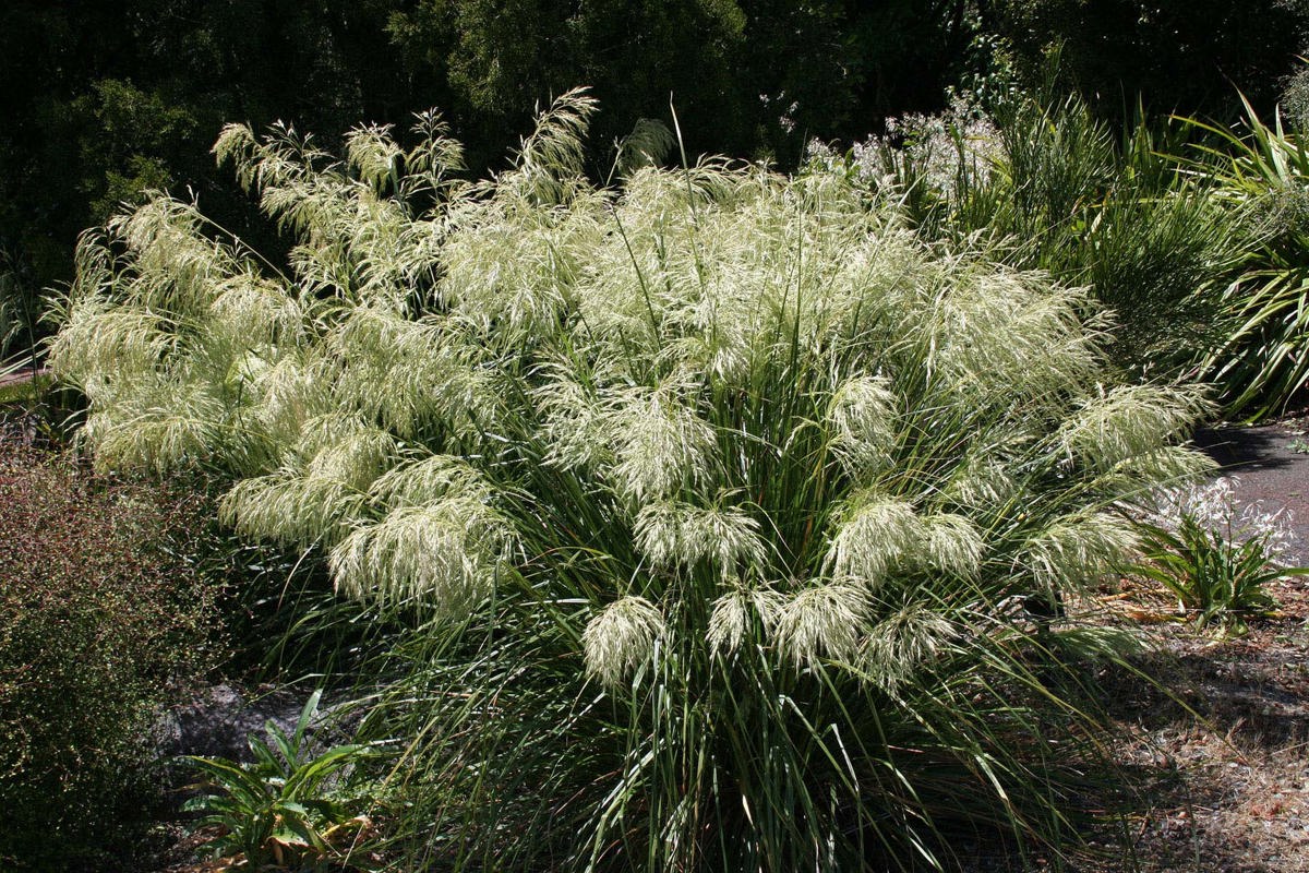 Chionochloa flavescens (3)